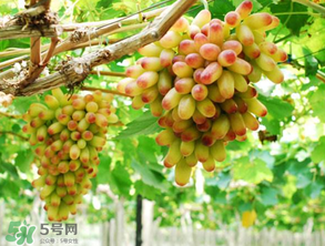 美人指葡萄多少錢一斤？美人指葡萄是轉(zhuǎn)基因嗎？
