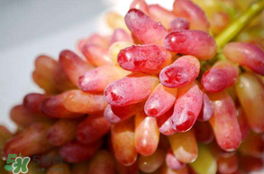 美人指葡萄多少錢一斤？美人指葡萄是轉(zhuǎn)基因嗎？