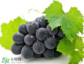 巨峰葡萄幾月份成熟？巨峰葡萄什么時候成熟？