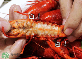 七月份還有小龍蝦嗎？七月份可以養(yǎng)小龍蝦嗎？