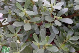 馬蜂菜孕婦可以吃嗎？孕婦能吃馬蜂菜嗎