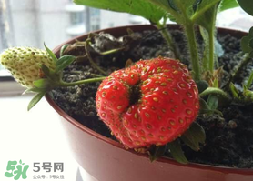 七月份有草莓嗎？7月份有草莓嗎？