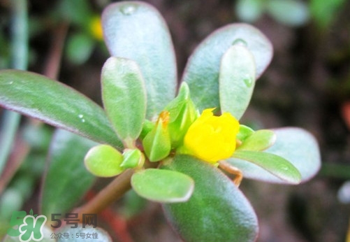 馬蜂菜治什么?。狂R蜂菜的功效與作用