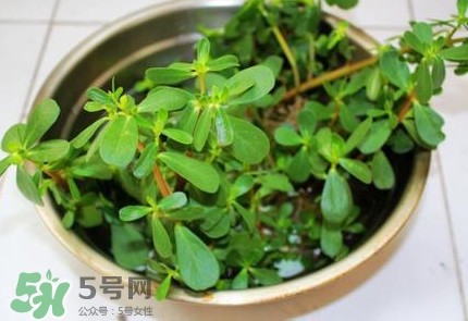 馬蜂菜治什么?。狂R蜂菜的功效與作用