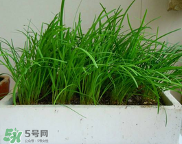 6月份能種韭菜嗎？ 6月份能種韭菜種子嗎？