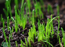 6月份能種韭菜嗎？ 6月份能種韭菜種子嗎？