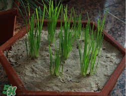 6月份能種韭菜嗎？ 6月份能種韭菜種子嗎？