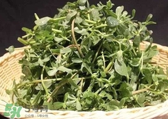 馬蜂菜孕婦可以吃嗎？孕婦能吃馬蜂菜嗎