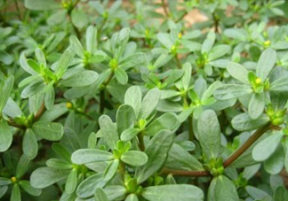 馬蜂菜治什么??？馬蜂菜的功效與作用