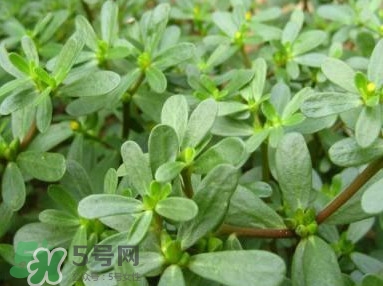 馬蜂菜跟什么相克？什么人不能吃馬蜂菜？