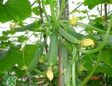 水果黃瓜常溫能放多久？水果黃瓜怎么保存？