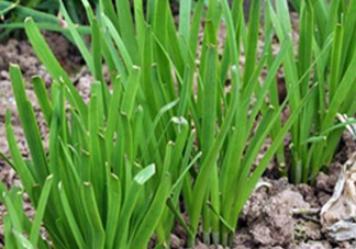 6月份能種韭菜嗎？ 6月份能種韭菜種子嗎？