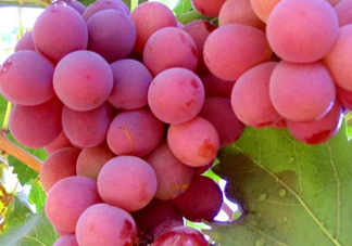 紅提什么時候成熟？紅提什么時候上市？