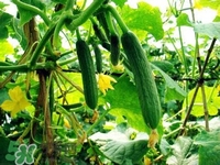 水果黃瓜多少錢一斤？水果黃瓜怎么種？
