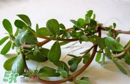 馬蜂菜跟什么相克？什么人不能吃馬蜂菜？