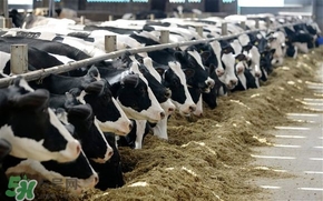 奶粉哪個(gè)國家的最好？奶粉哪個(gè)國家的奶源好？