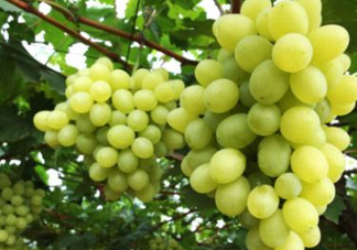 青提太酸怎么辦？青提怎么放才甜 ？