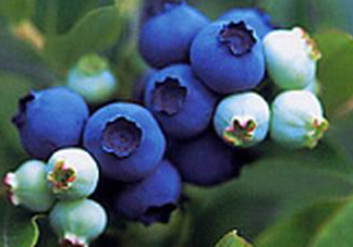 藍莓什么味道？藍莓味道是什么樣的？