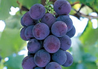 巨峰葡萄幾月份成熟？巨峰葡萄什么時(shí)候成熟？