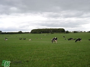 奶粉哪個(gè)國家的最好？奶粉哪個(gè)國家的奶源好？