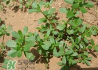 馬蜂菜孕婦可以吃嗎？孕婦能吃馬蜂菜嗎