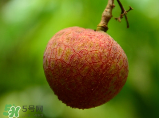 增城哪里可以摘荔枝？增城哪里有荔枝摘