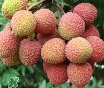 增城和從化荔枝哪個(gè)出名？哪種荔枝最有名