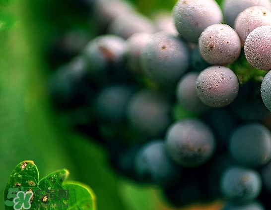 無(wú)籽葡萄是打避孕藥的嗎？無(wú)籽葡萄對(duì)人體有害嗎？