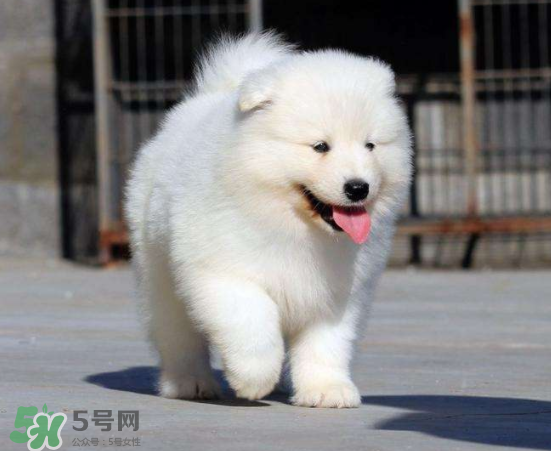 薩摩耶貪吃嗎？薩摩耶為什么貪吃？