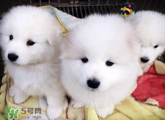 薩摩耶貪吃嗎？薩摩耶為什么貪吃？