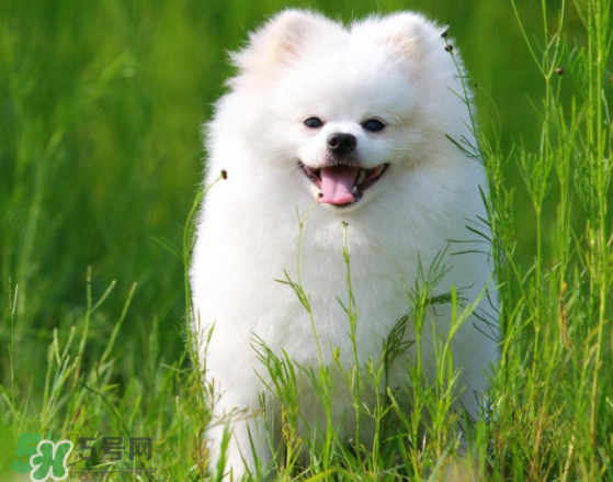 薩摩耶貪吃嗎？薩摩耶為什么貪吃？