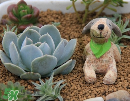 多肉植物怎么養(yǎng)？多肉植物多久澆一次水