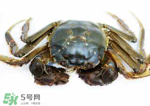 黃浦江邊為什么會(huì)出現(xiàn)大閘蟹？黃浦江岸邊驚現(xiàn)大閘蟹