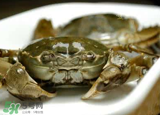 黃浦江邊為什么會(huì)出現(xiàn)大閘蟹？黃浦江岸邊驚現(xiàn)大閘蟹