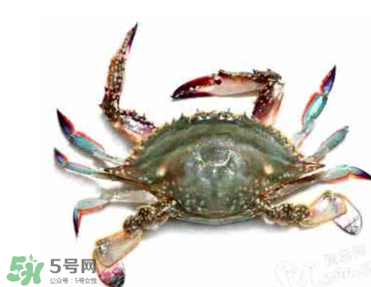 黃浦江邊為什么會(huì)出現(xiàn)大閘蟹？黃浦江岸邊驚現(xiàn)大閘蟹