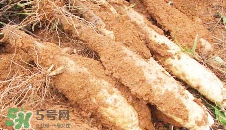 淮山藥是鐵棍山藥嗎？淮山藥和鐵棍山藥的區(qū)別