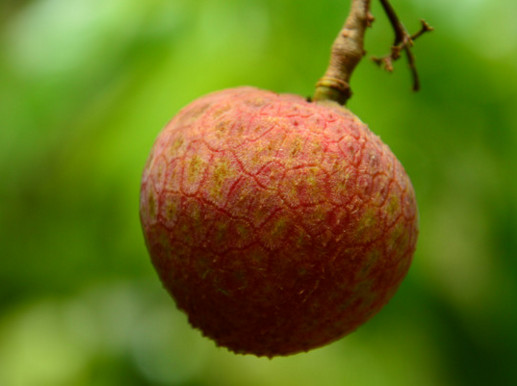 一顆掛綠荔枝樹大概產量多少？掛綠荔枝與妃子笑荔枝區(qū)別