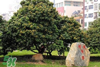 掛綠荔枝為什么這么出名？掛綠荔枝的由來和傳說