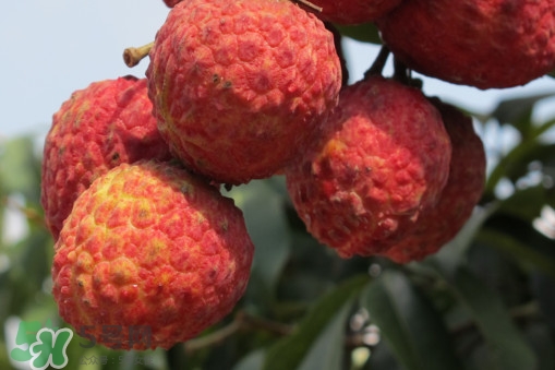 掛綠荔枝什么時候上市？掛綠荔枝什么時候成熟