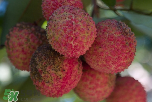 從化荔枝幾月熟？從化荔枝什么時(shí)候成熟