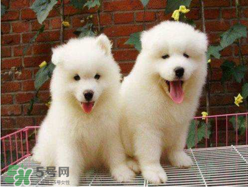 薩摩耶多少錢一只？小薩摩耶多少錢一只？