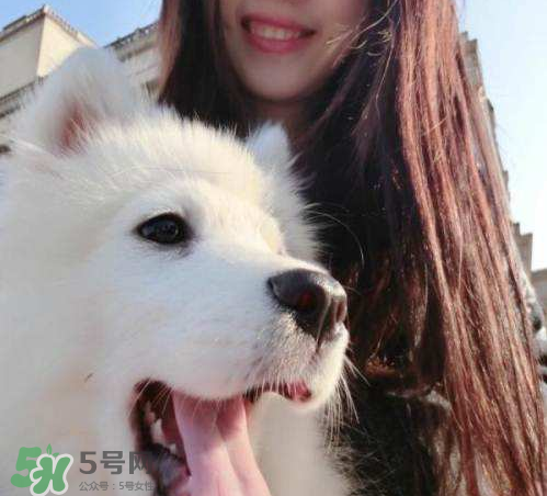 薩摩耶多少錢一只？小薩摩耶多少錢一只？