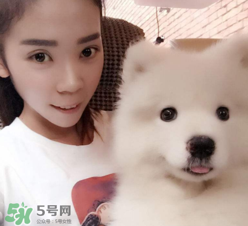 薩摩耶多少錢一只？小薩摩耶多少錢一只？