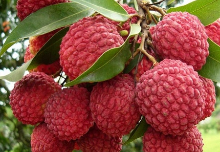 增城荔枝什么時候成熟？增城的荔枝品種有哪些？