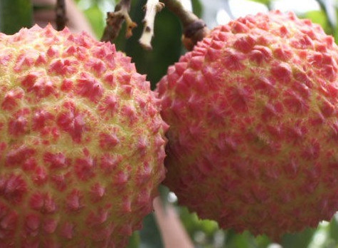 增城荔枝什么時候成熟？增城的荔枝品種有哪些？