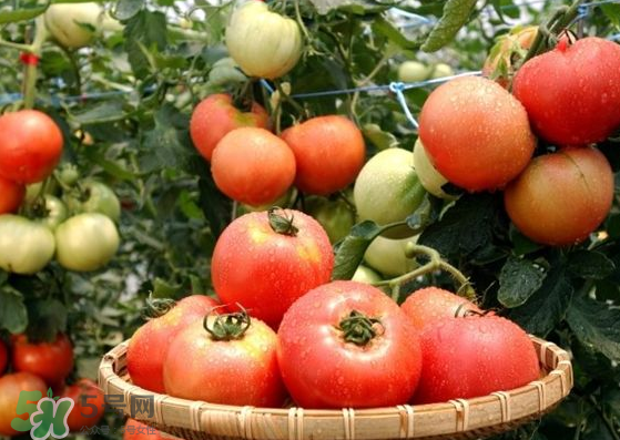 青西紅柿放紅了能吃嗎？青西紅柿放熟了能吃嗎？