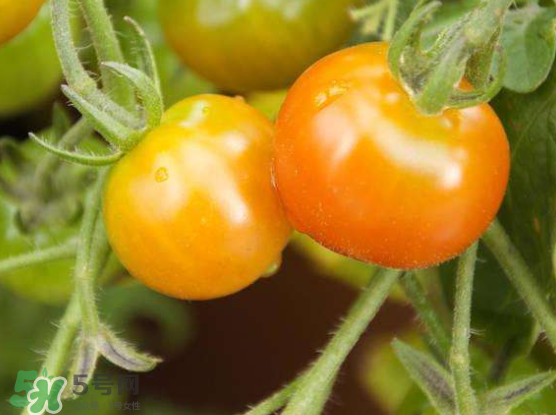 青西紅柿放紅了能吃嗎？青西紅柿放熟了能吃嗎？