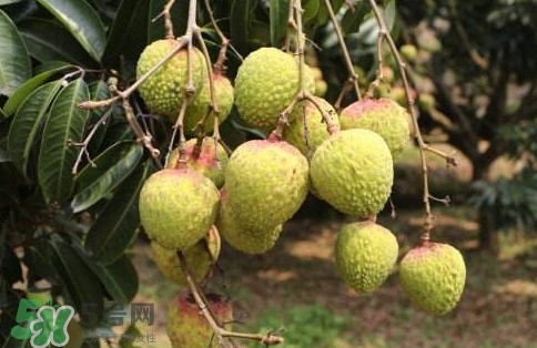 增城荔枝多少錢一斤？增城荔枝哪里的最好吃