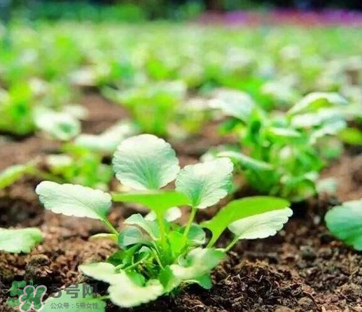 可輕減肥膠囊有效果嗎？可輕減肥膠囊怎么樣？