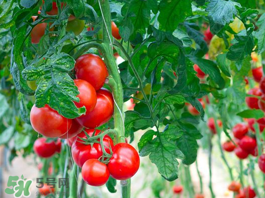 西紅柿爛了一點(diǎn)還能吃嗎？西紅柿爛了能吃嗎？